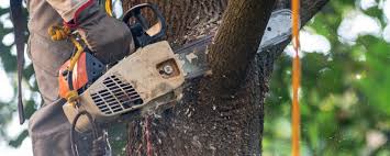 Best Tree and Shrub Care  in Columbus, NM