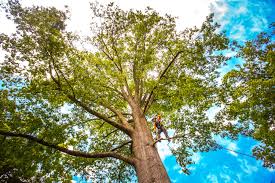 Best Tree Risk Assessment  in Columbus, NM