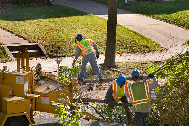 Best Stump Grinding and Removal  in Columbus, NM