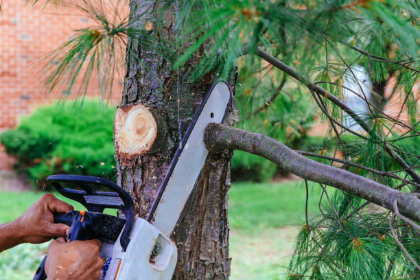 Best Hazardous Tree Removal  in Columbus, NM